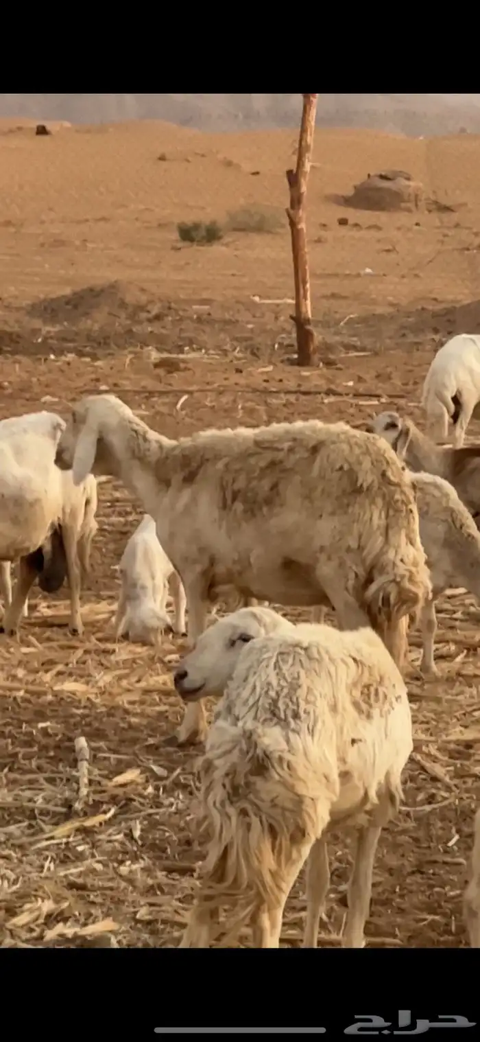 نجديه وحريه تامات ديود سلم دفيع فحص سونار شرط سحه شرط 1