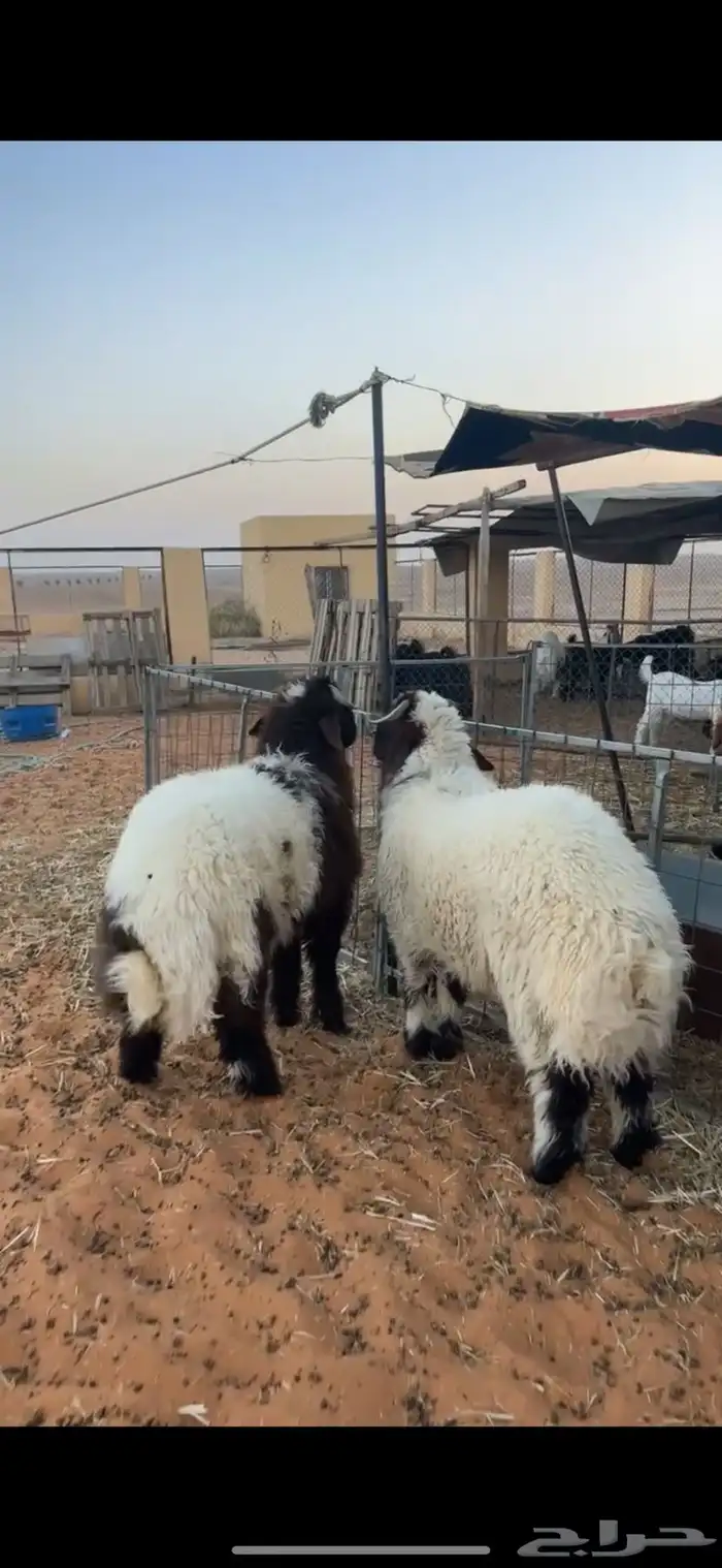 خرفان نعيم 4