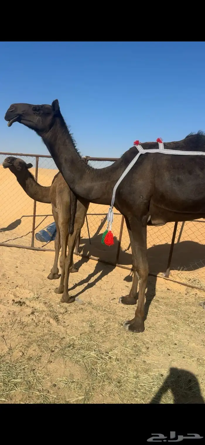 عشرا توه معزول منها الحاشي 0