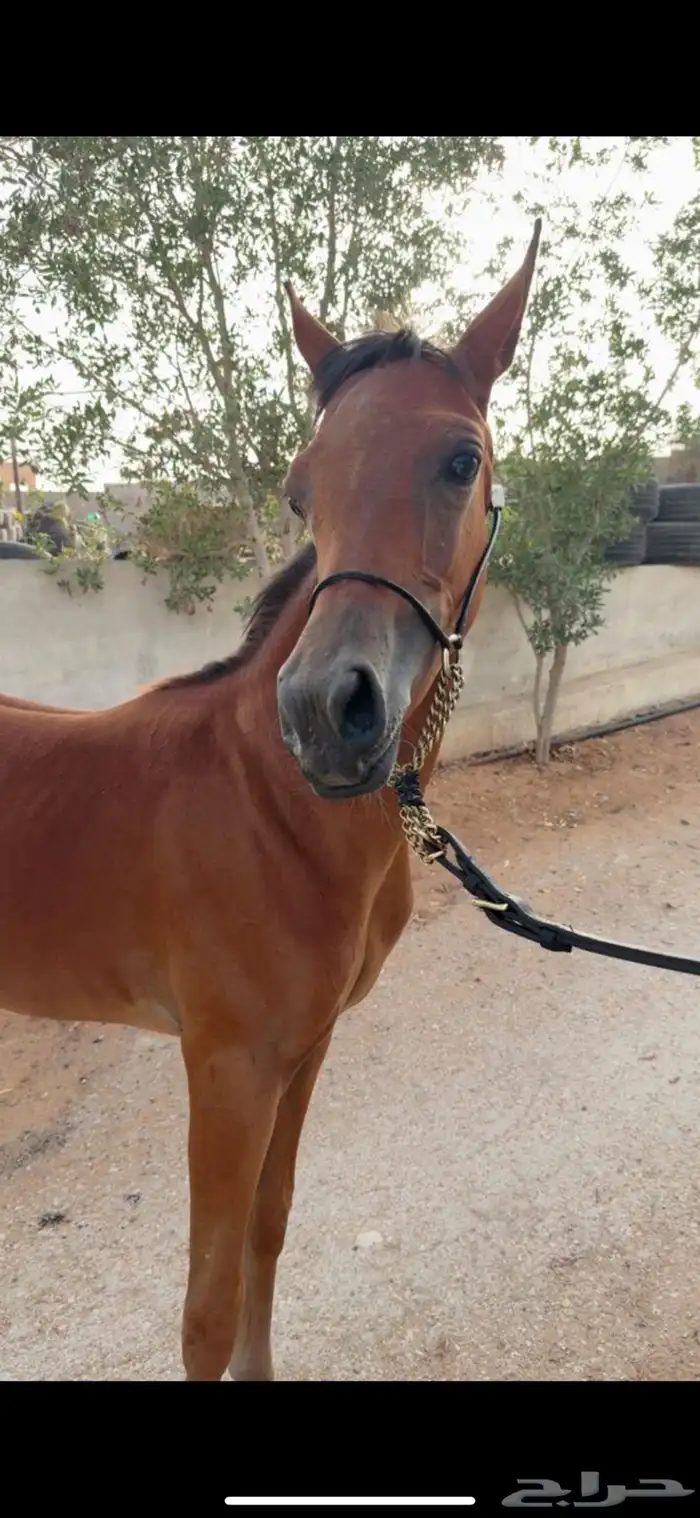 فرس كحيلة كروش لقاح   مهره 1