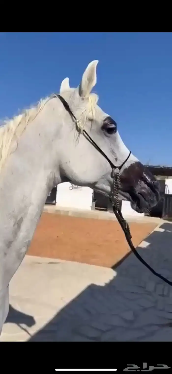 فرس كحيلة كروش لقاح   مهره 7