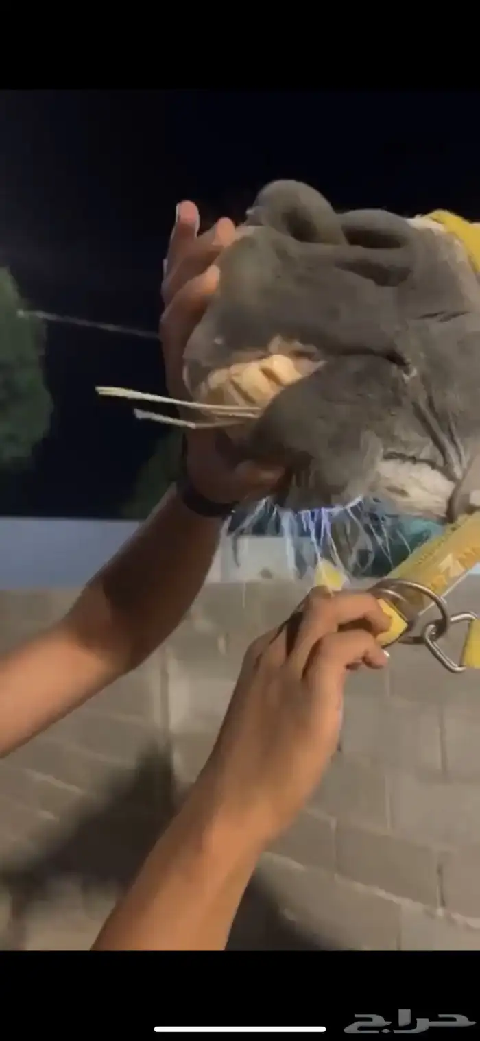 فرس كحيلة كروش لقاح   مهره 28