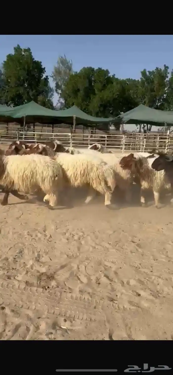 ذبايح نعيم طيبه للبيع 6