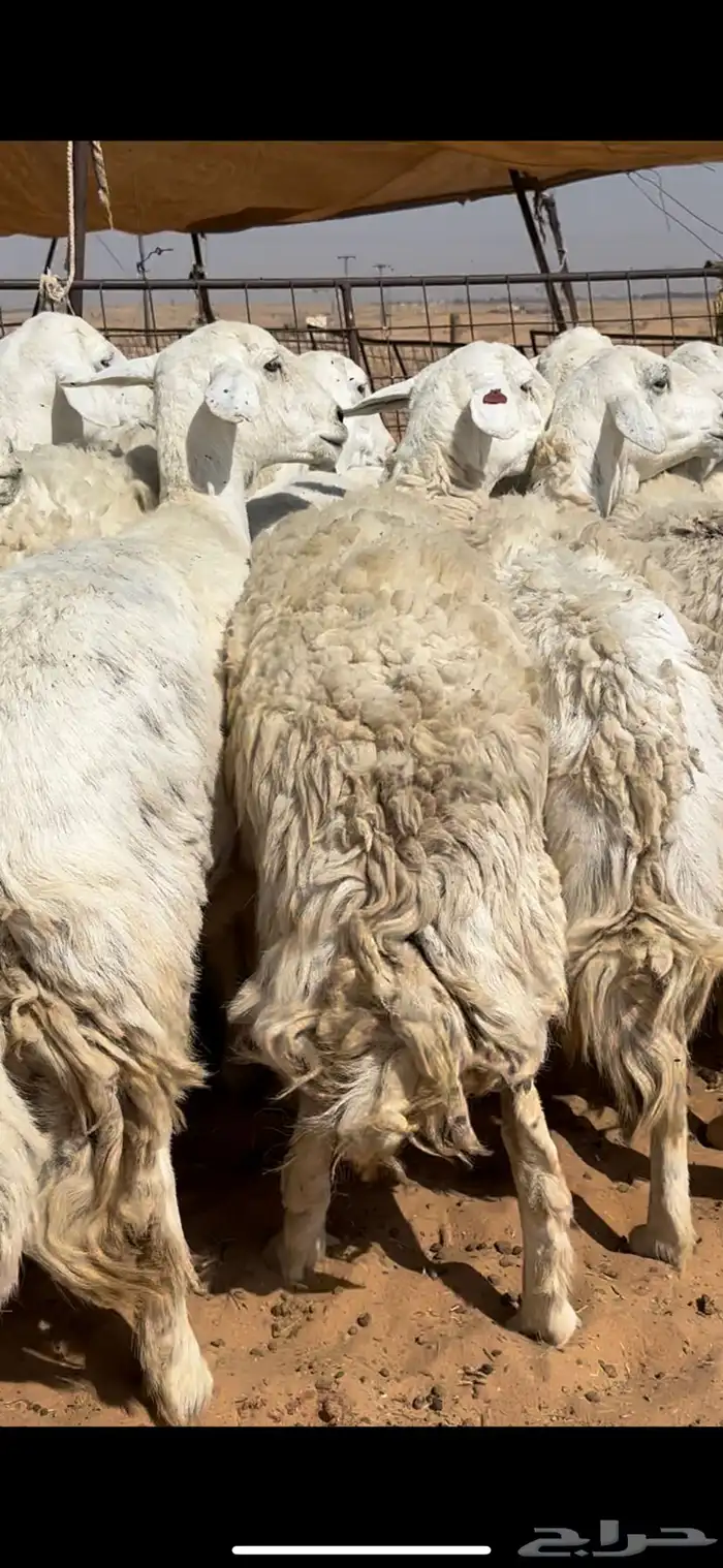 غنم حريات حرش مراح واحد وخوات بعض بفحلها 0