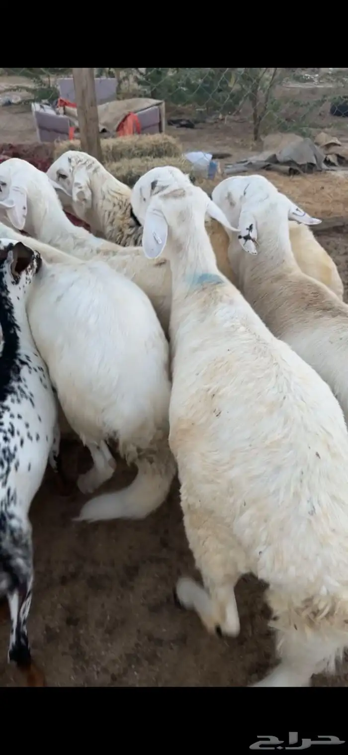 ذبايح وحنيذ ارباع وانصاص يوجد ذبح وتوصيل راجع التقييمات 10