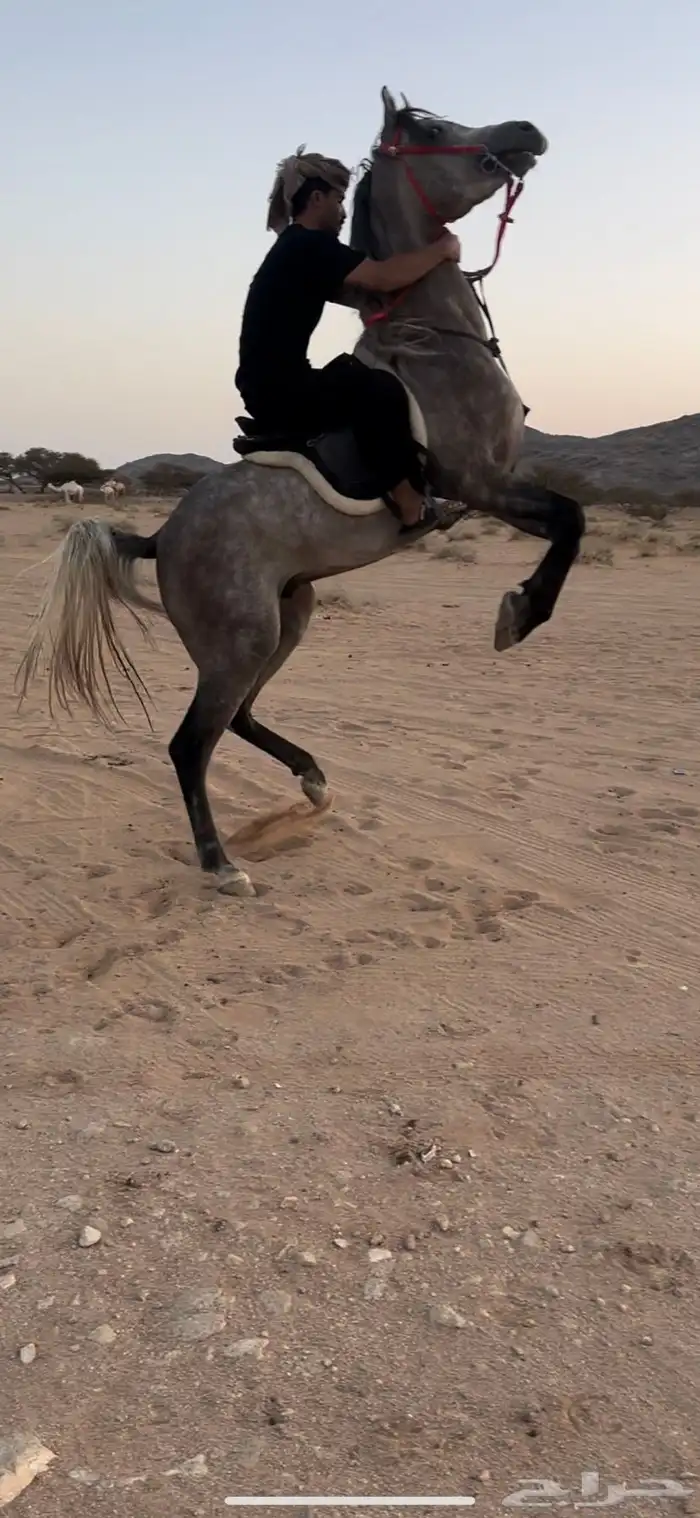 حصان واهو فاخر 1