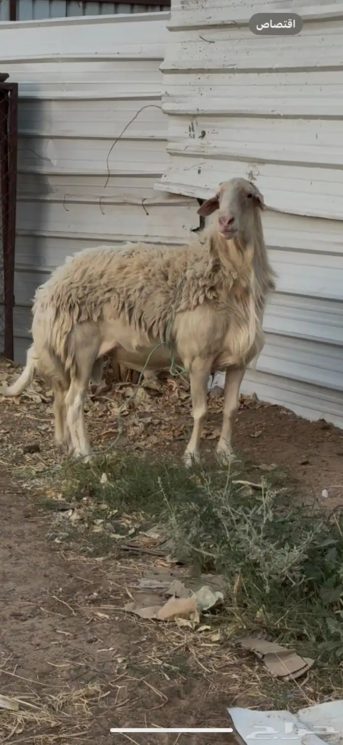 فحل ابرص صنف 0