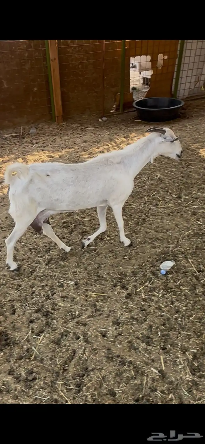 عنز بيشيه حليب يومي تم البيع 0