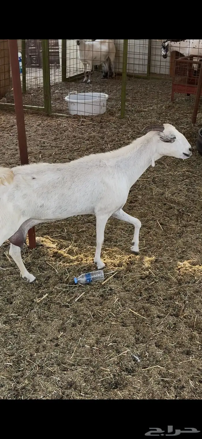 عنز بيشيه حليب يومي تم البيع 1