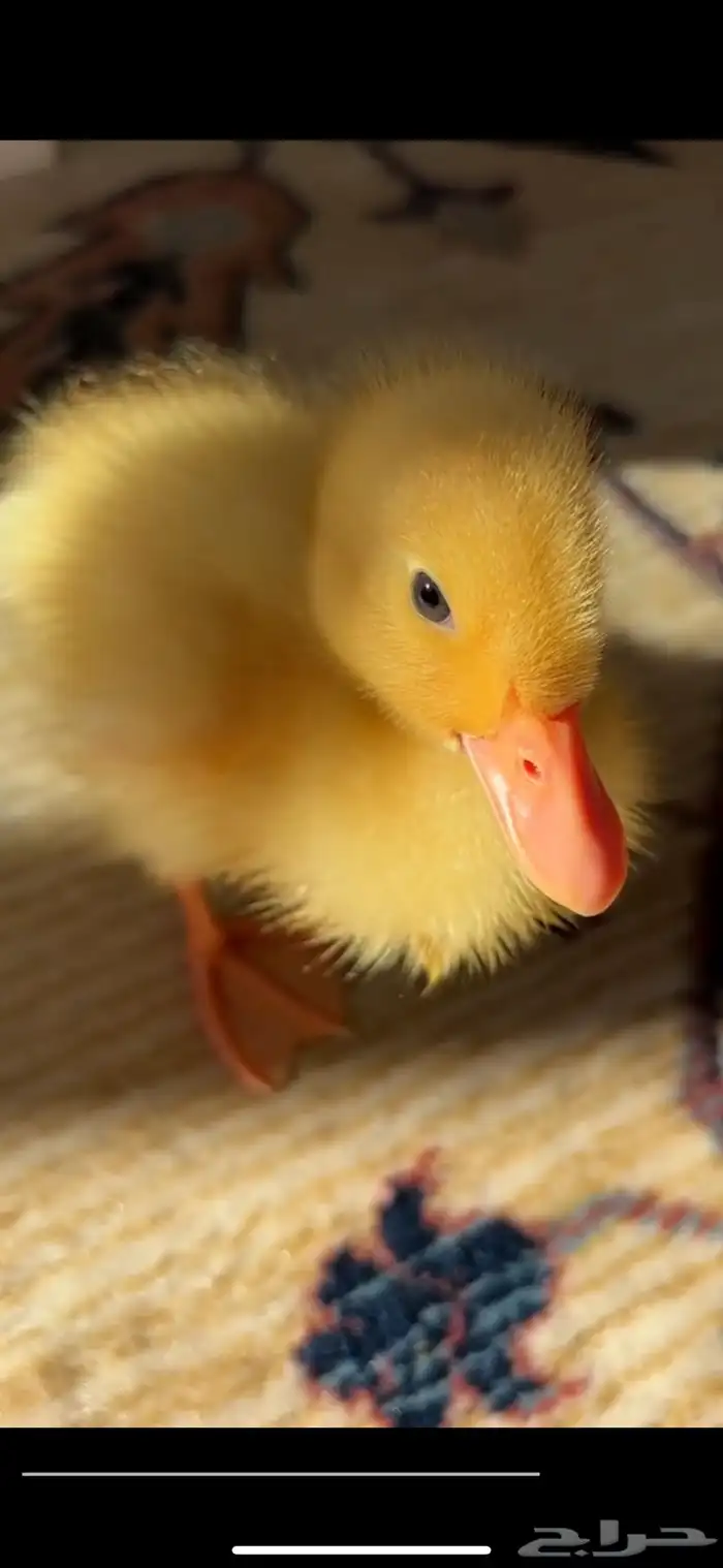 بطة صغير صفراء 0