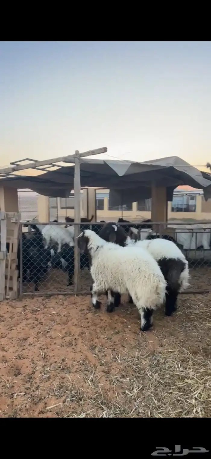 خرفان نعيم 2