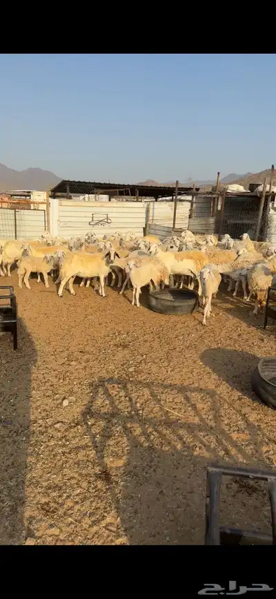 غنم مقاني وخلفات وسواكني حمري index