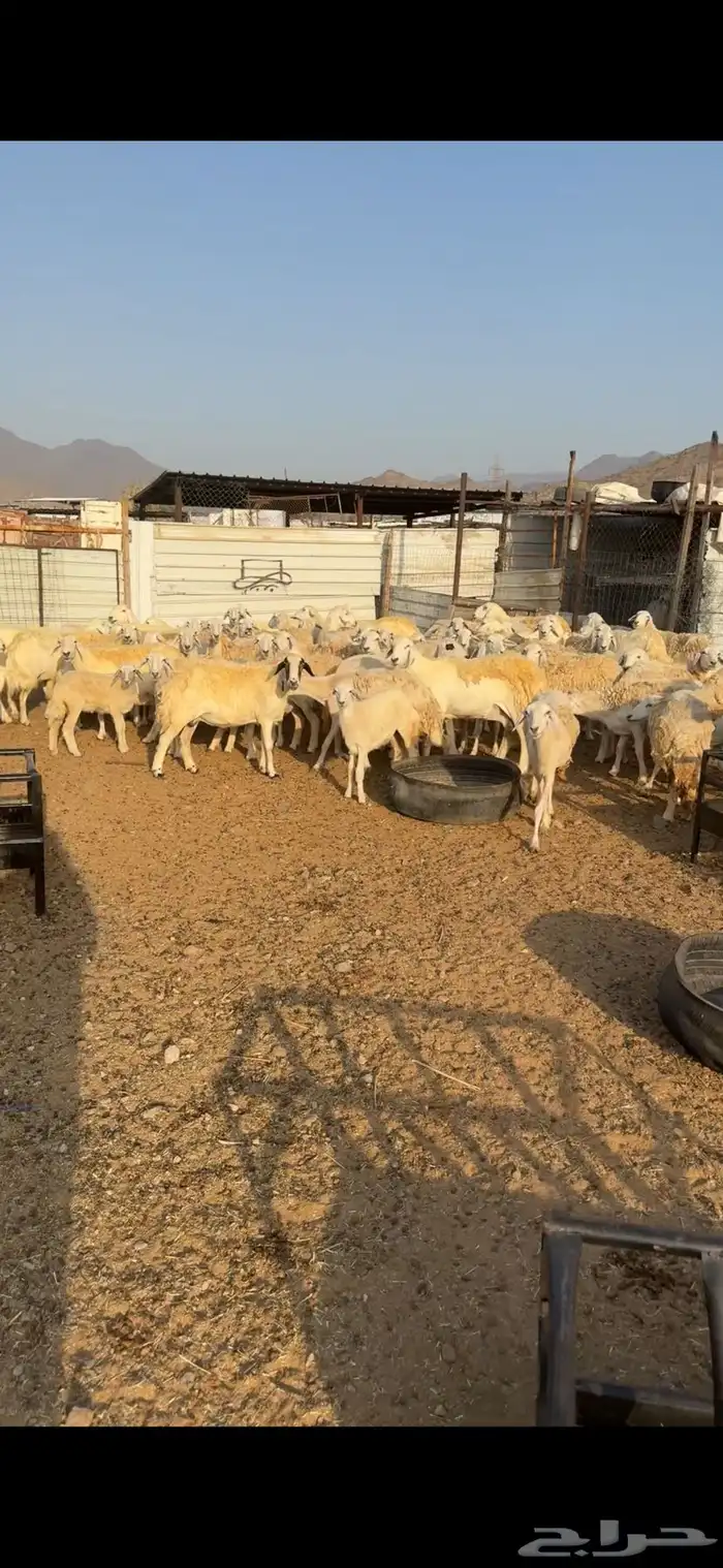 غنم مقاني وخلفات وسواكني حمري 7