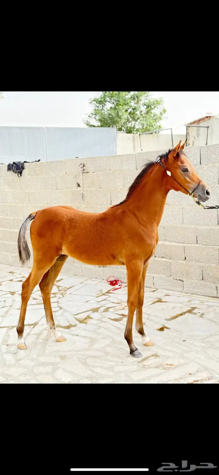 فرس كحيلة كروش لقاح   مهره 2