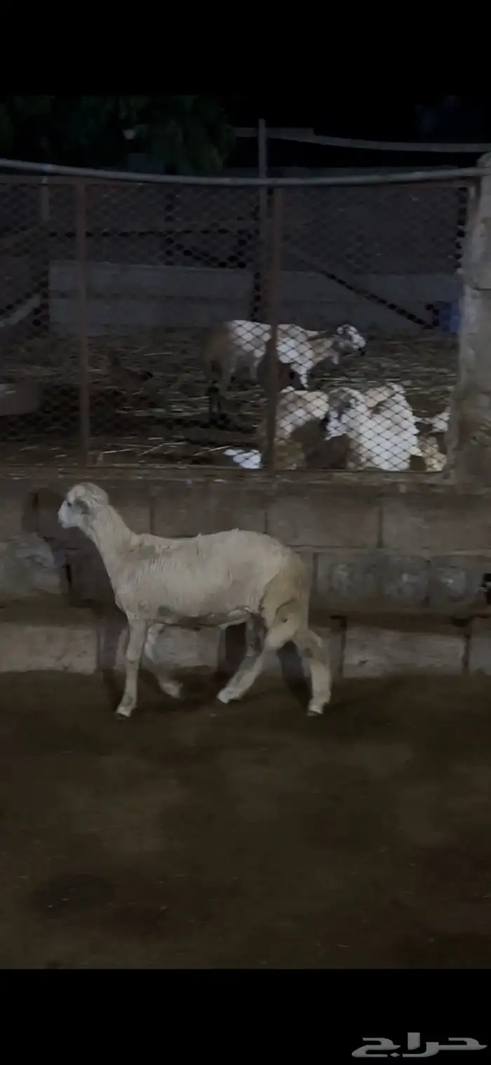 مشروع فحل حري 2