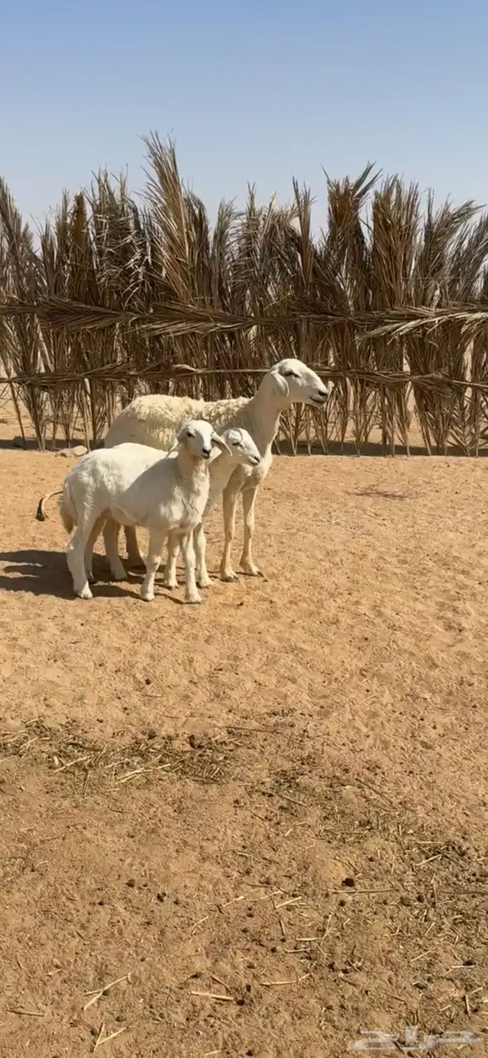 حريه والد حرشا 1