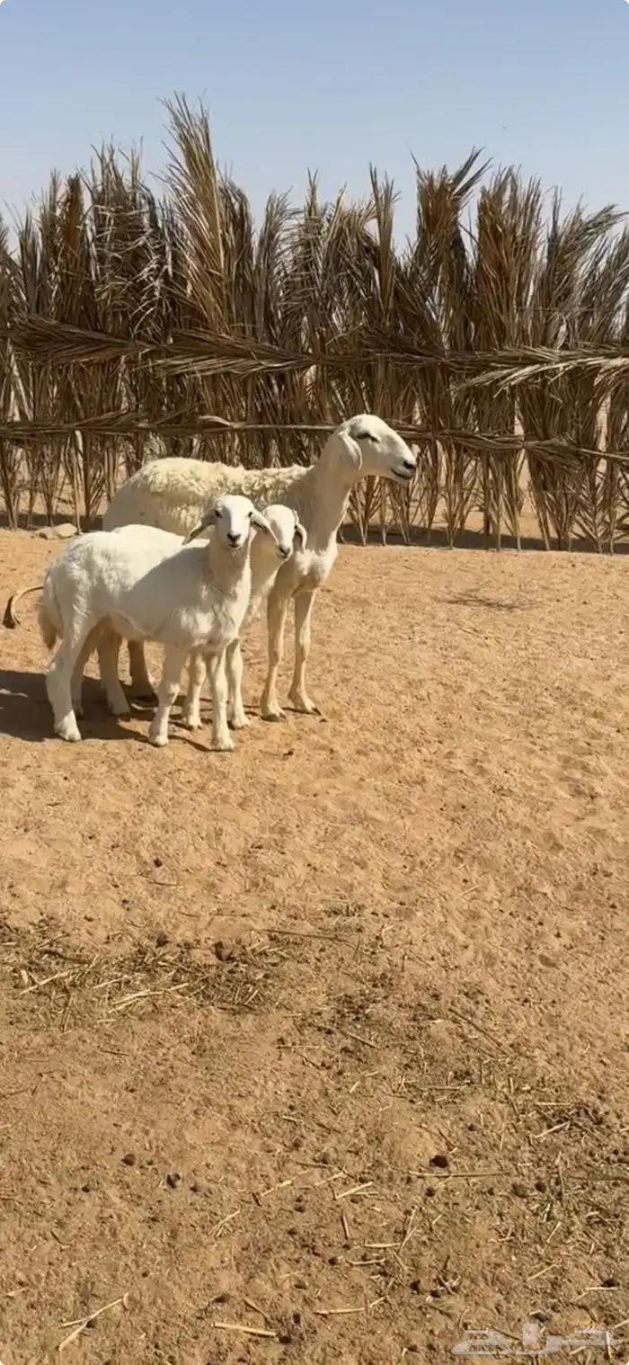 حريه والد حرشا 2