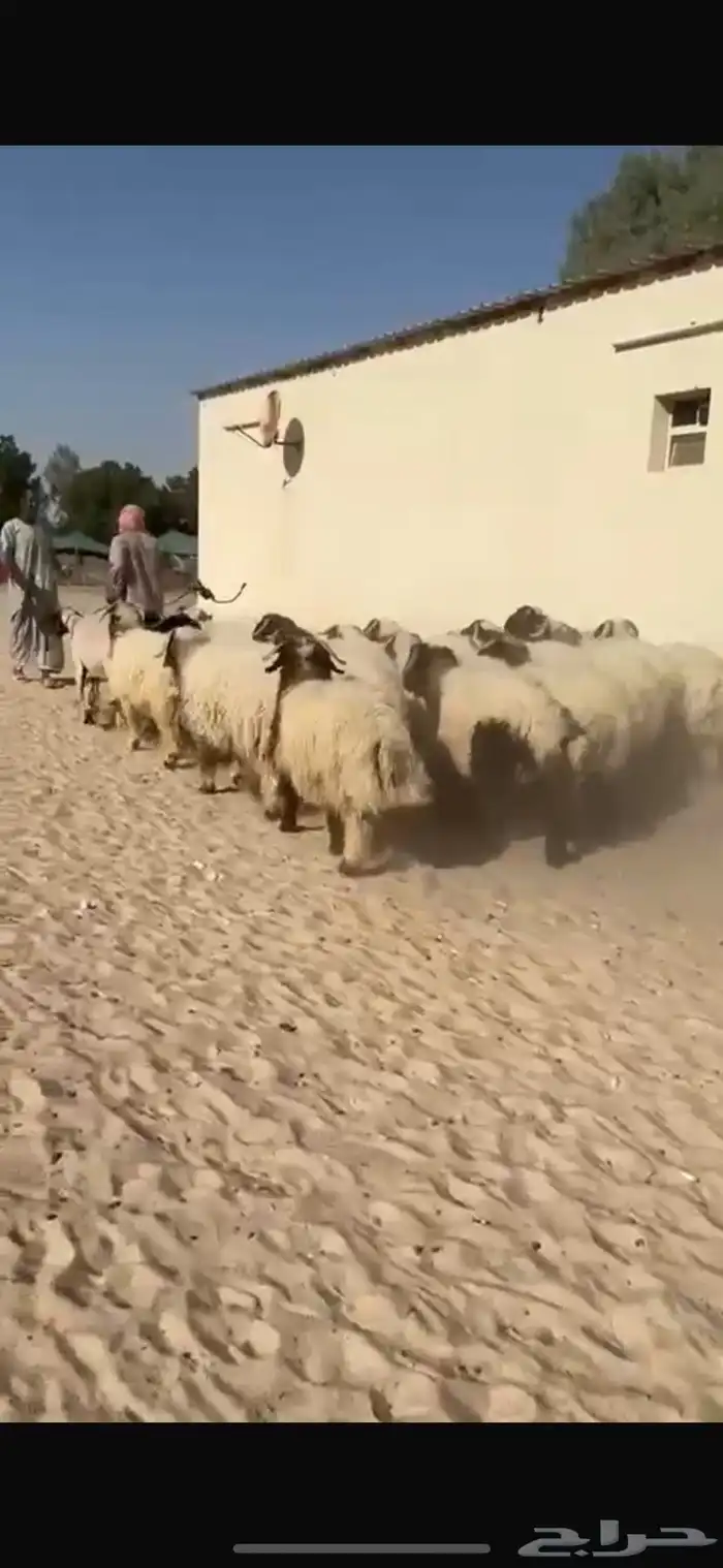 ذبايح نعيم طيبه للبيع 2