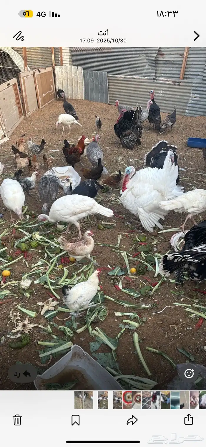 اطقم رومي للبيع. اناثي وذكور 1