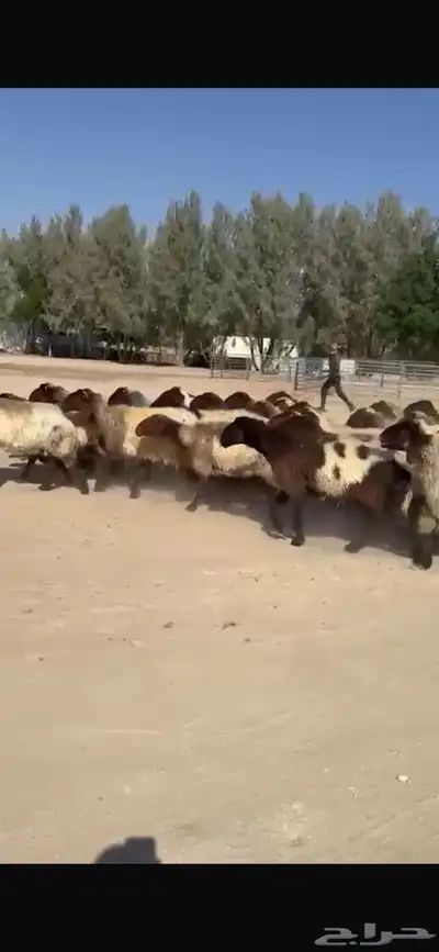 غنم نعيم صنف فاخره العدد 53 بفحلها دبس وطيبه index