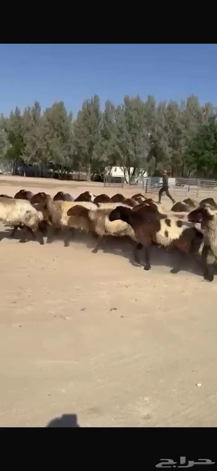 غنم نعيم صنف فاخره العدد 53 بفحلها دبس وطيبه 5