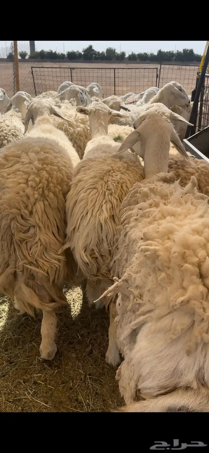 غنم حريات مراح دفيع وضريع 0