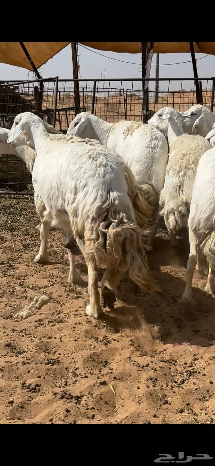 غنم حريات حرش مراح واحد وخوات بعض بفحلها 1