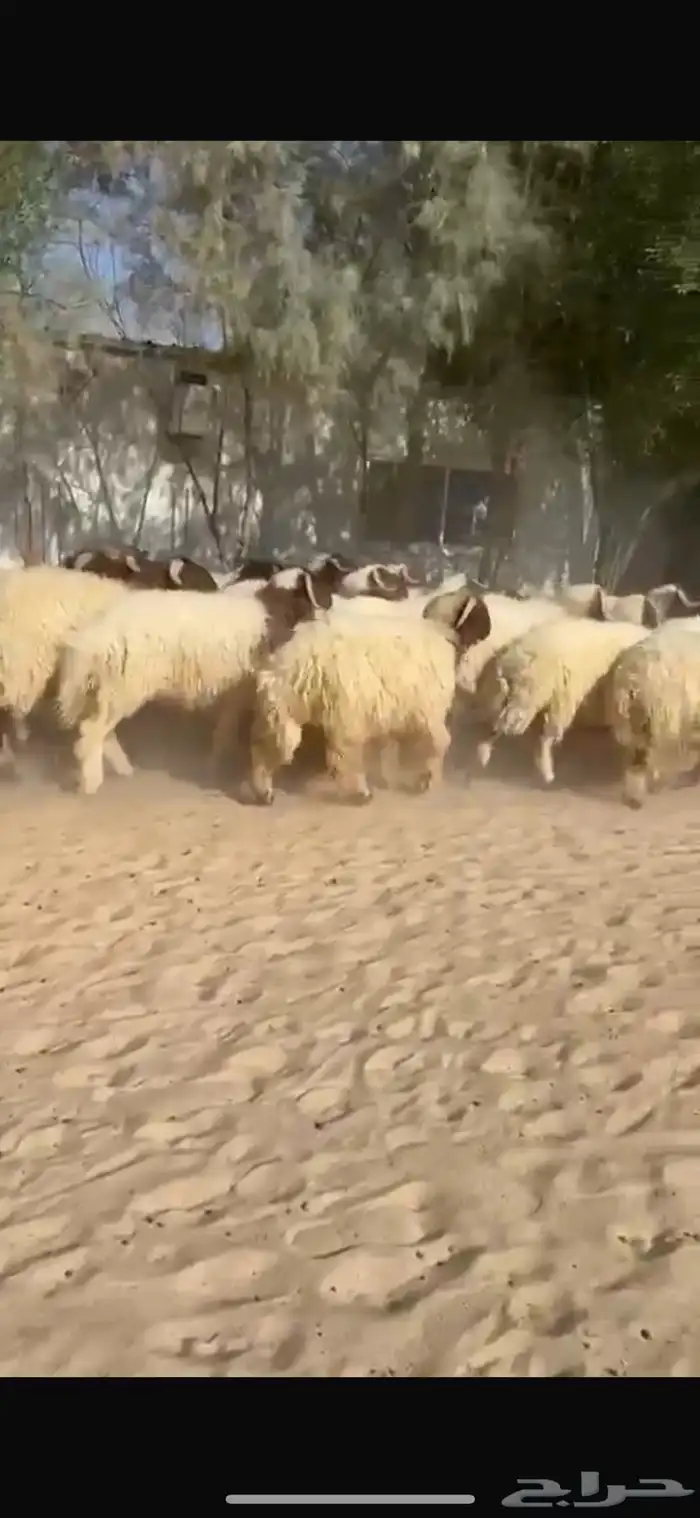 ذبايح نعيم طيبه للبيع 3