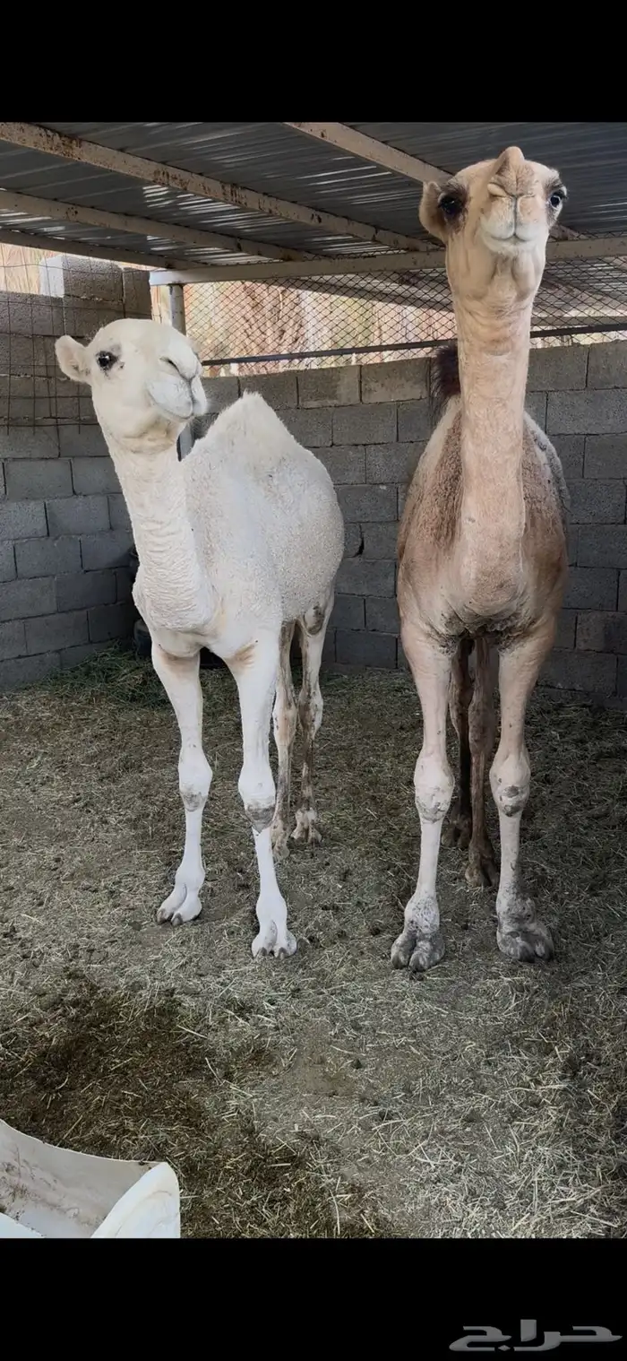 قعدان طيبه 2