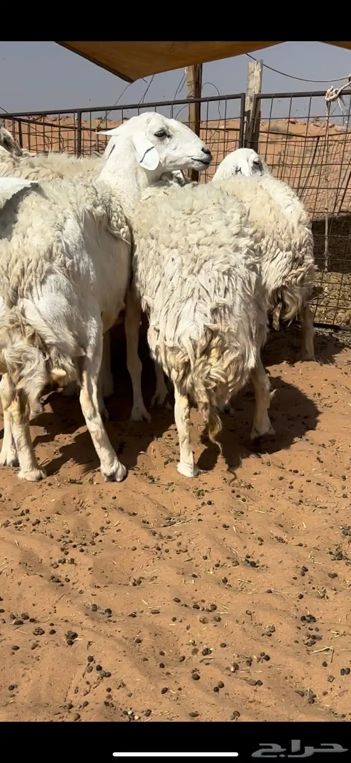غنم حريات حرش مراح واحد وخوات بعض بفحلها 11