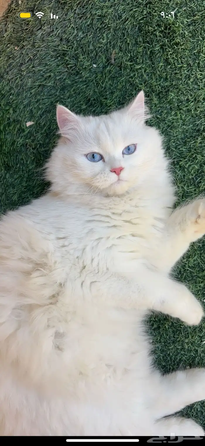 قطه ضايعه الي يحصلها يتواصل على الرقم 1