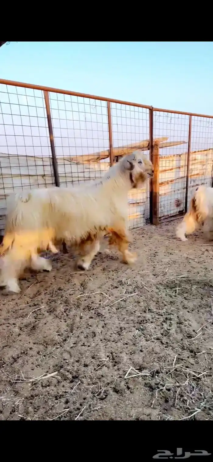 معزى صنف بيض ضغط عالي 6