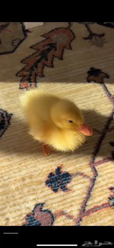 بطة صغير صفراء index