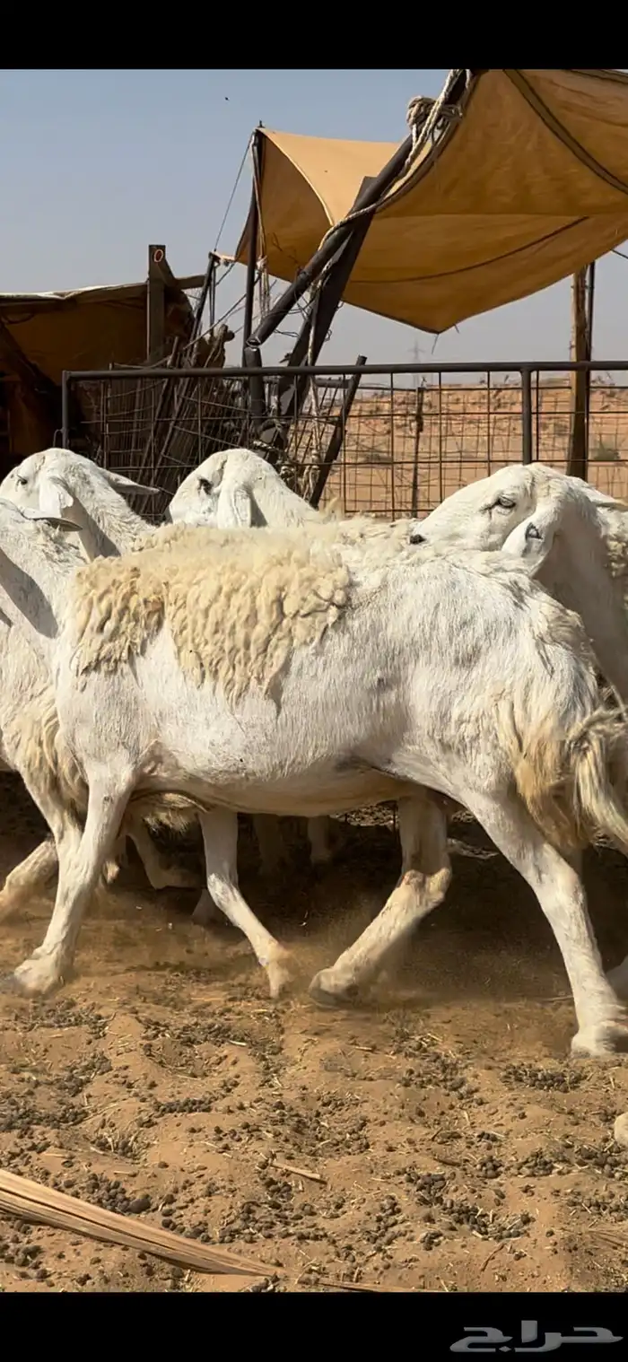 غنم حريات حرش مراح واحد خوات بعض 3