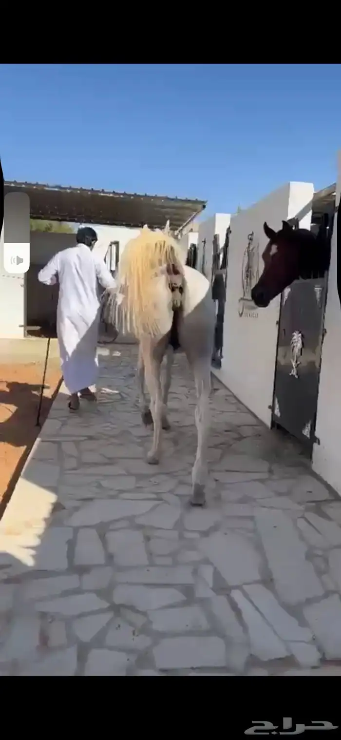 فرس كحيلة كروش لقاح   مهره 3