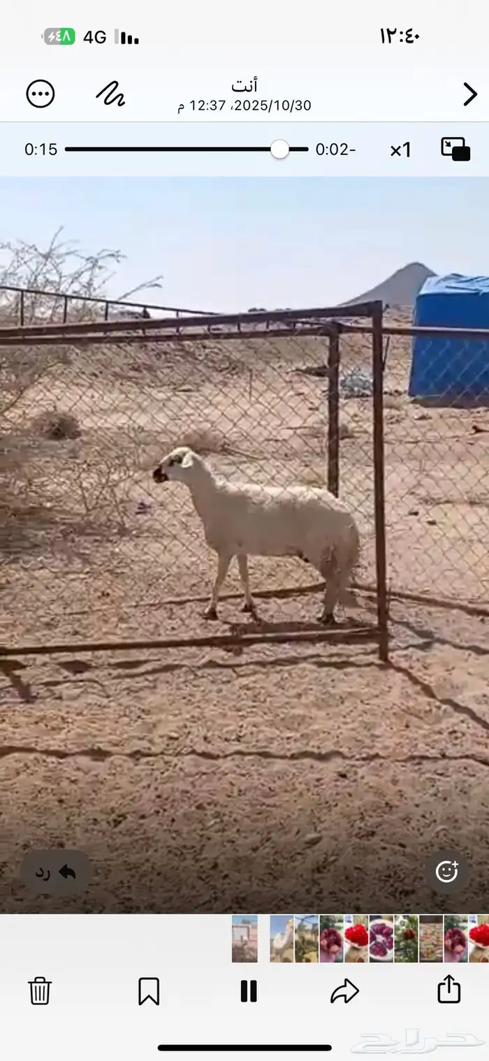 حايل كفو للبيع 0