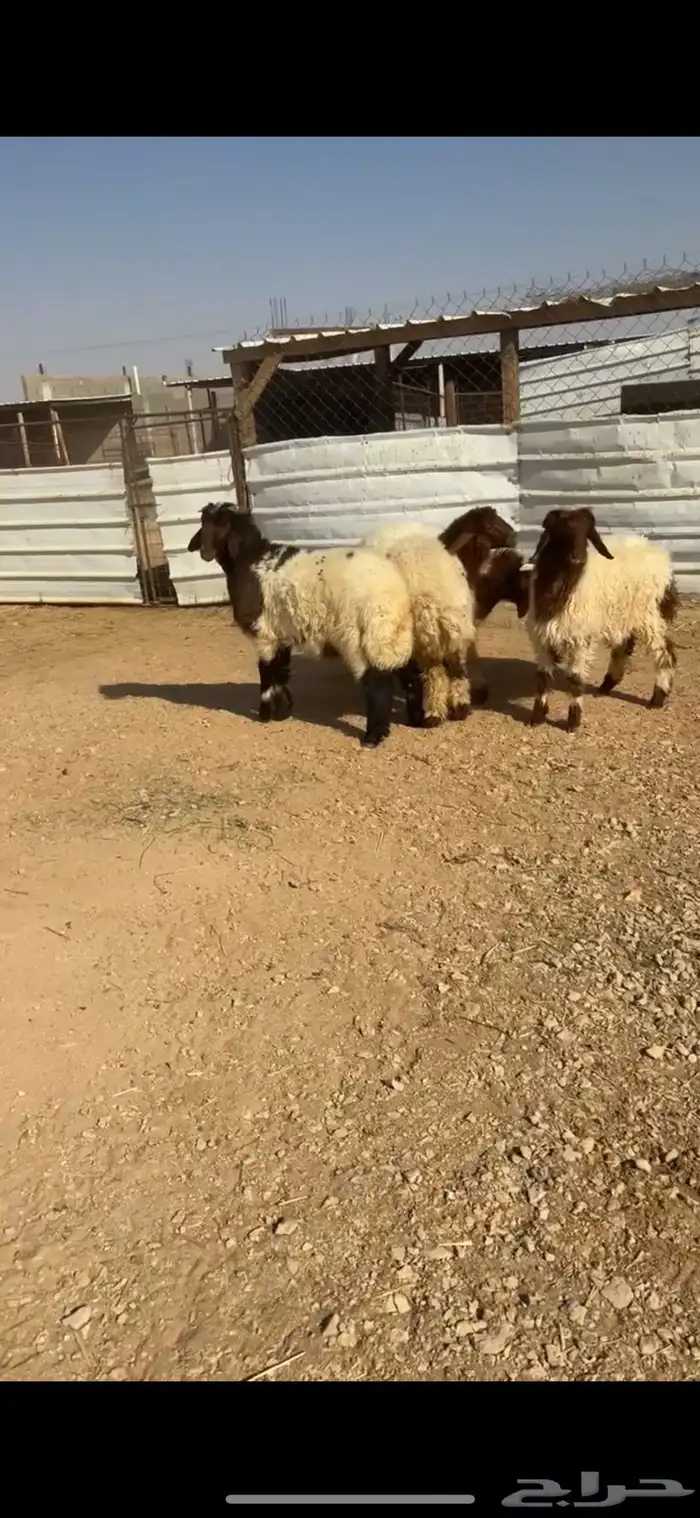 للبيع اربع نعيم هرفي فااخر 3