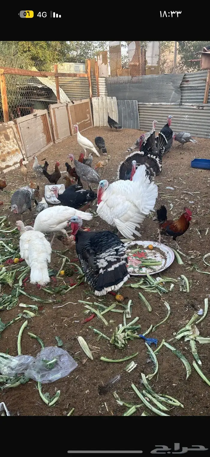 اطقم رومي للبيع. اناثي وذكور 0