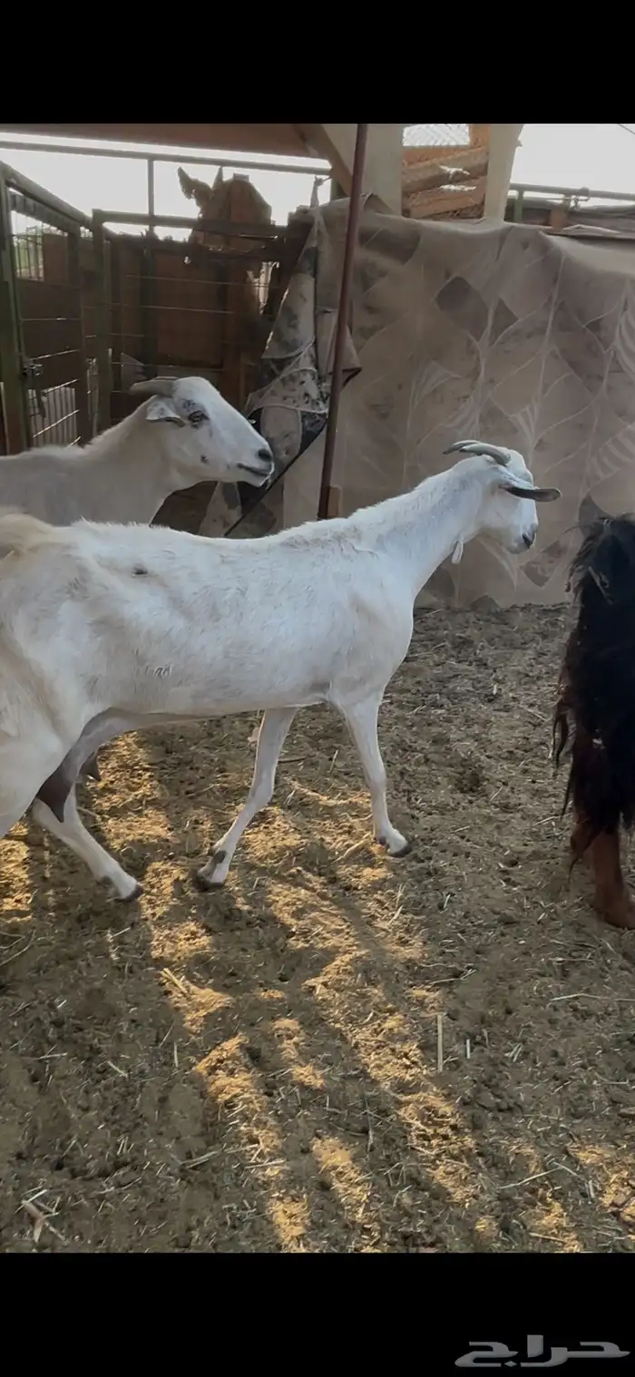 عنز بيشيه حليب يومي تم البيع 2