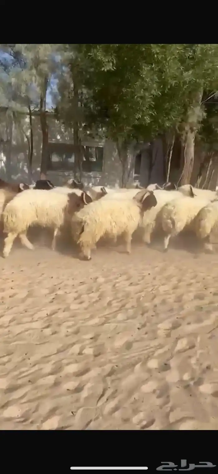 ذبايح نعيم طيبه للبيع 4