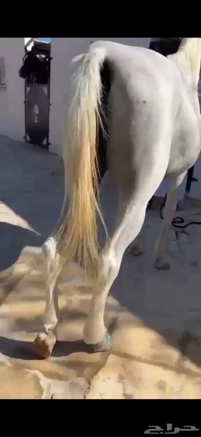 فرس كحيلة كروش لقاح   مهره 9