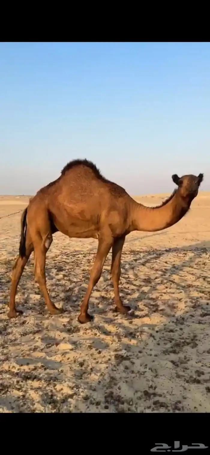 مجهم والقعود مفرود عداوه حليب ام 80 2