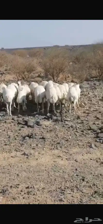 مراح ضان رفيديات العدد index