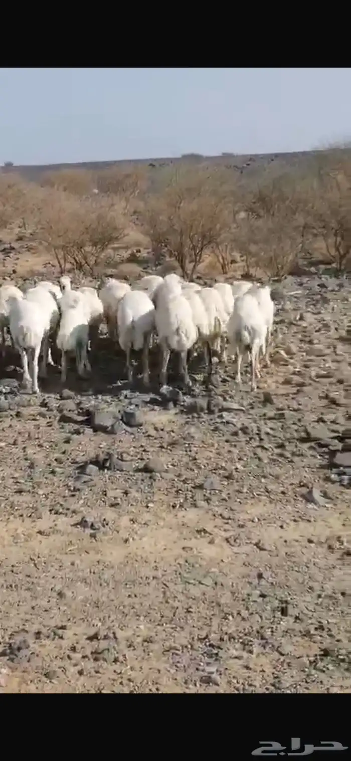 مراح ضان رفيديات العدد 2