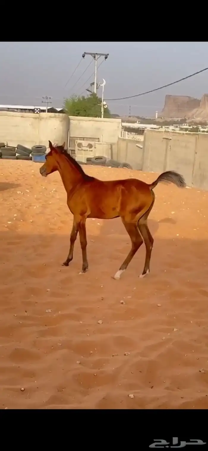 فرس كحيلة كروش لقاح   مهره 26