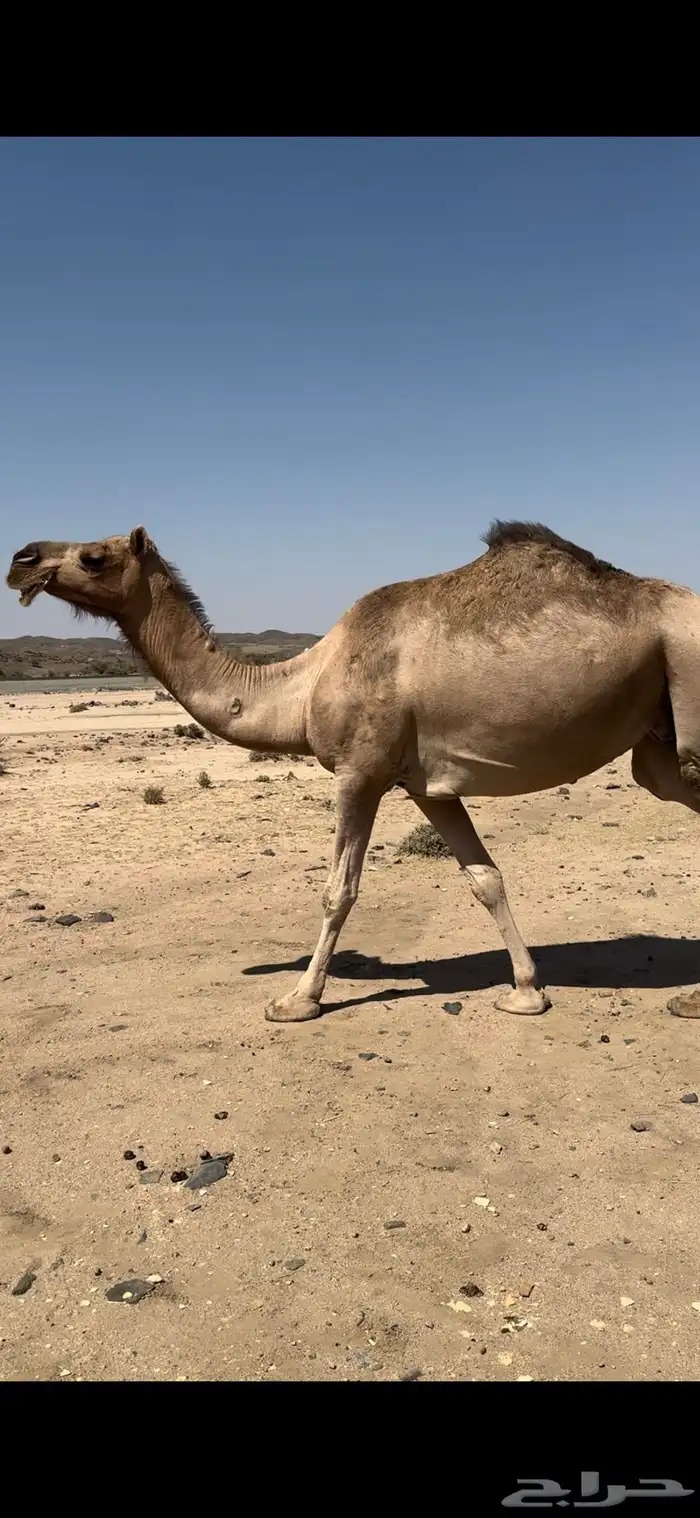 ناقه كفو لقحه في 9 شهور الحد 7500 1