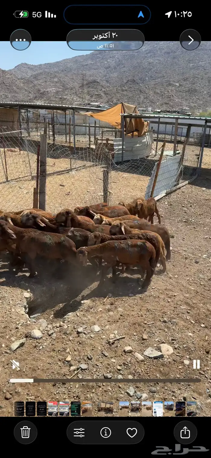 غنم مقاني وخلفات وسواكني حمري 3