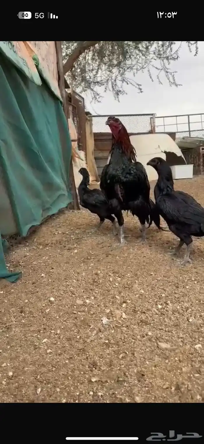 دجاج سندي دجاج تيلندي 10