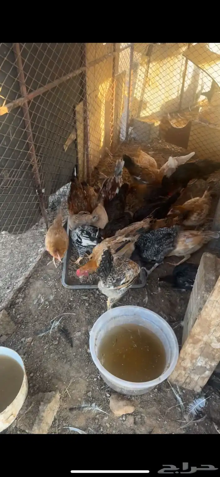 للبيع فراريج 1