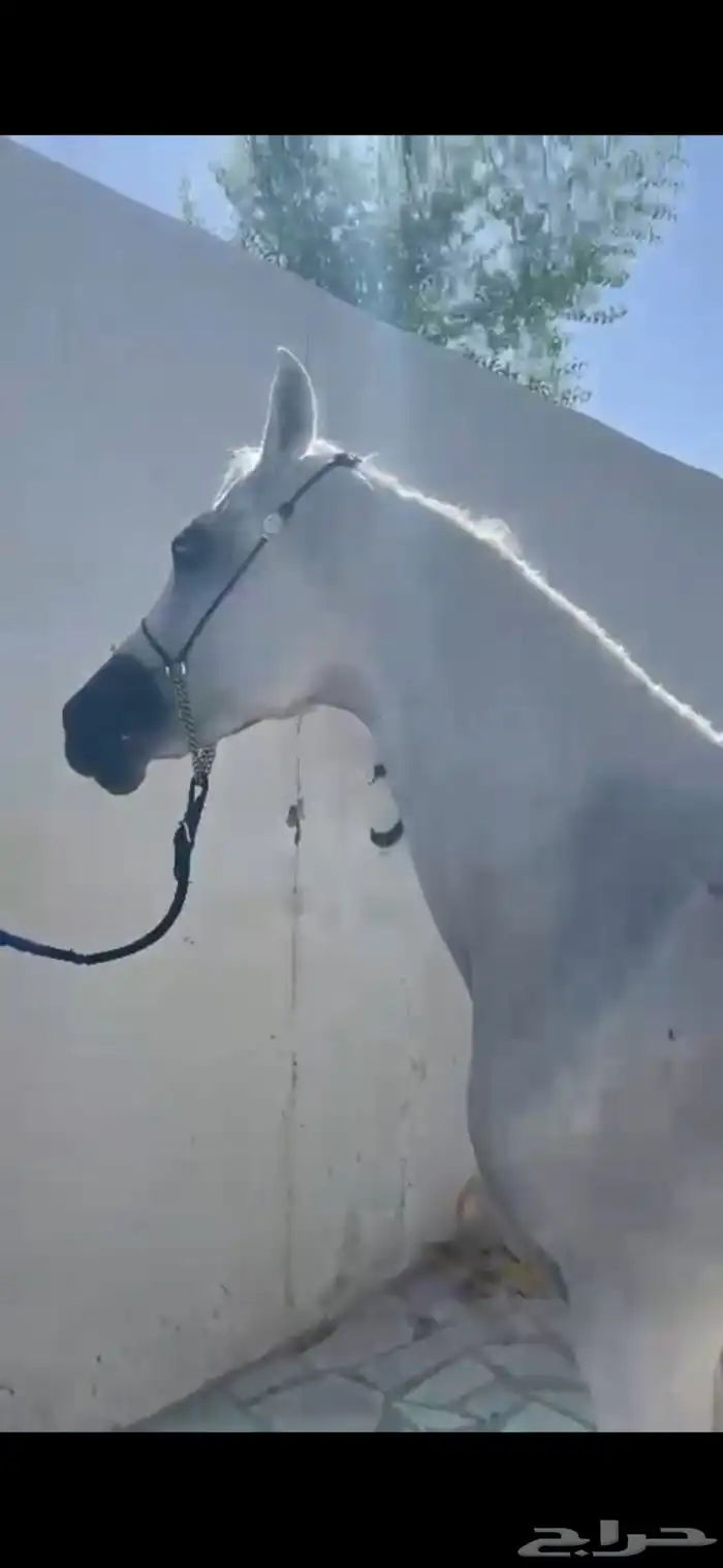 فرس كحيلة كروش لقاح   مهره 11